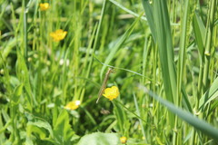 Platycnemis pennipes