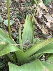 Bulbine latifolia latifolia