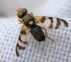 Urophora