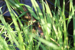 Pelophylax ridibundus