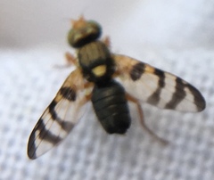 Urophora