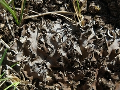 Peltigera monticola