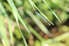 Coenagrion puella