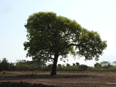 Coccoloba barbadensis