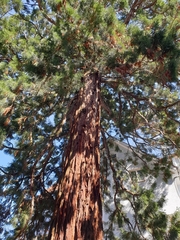 Sequoioideae