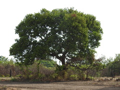 Coccoloba barbadensis