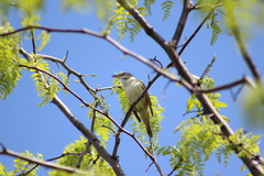 Acrocephalus arundinaceus