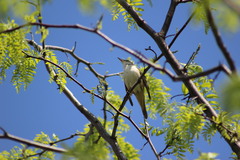 Acrocephalus arundinaceus