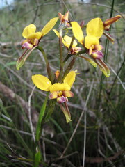 Diuris tinkeri