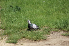 Columba livia