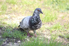Columba livia