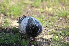Columba livia