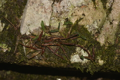 Dendrobium kingianum