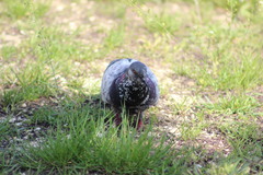 Columba livia