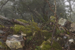 Dendrobium gracilicaule