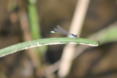 Ischnura elegans
