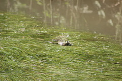 Pelophylax ridibundus