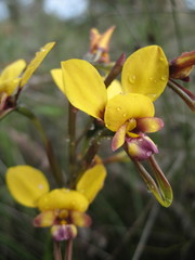 Diuris tinkeri