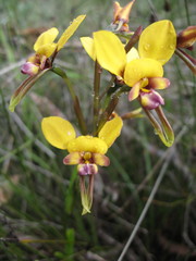 Diuris tinkeri