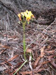 Diuris tinkeri
