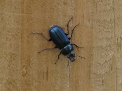 Platycerus caprea