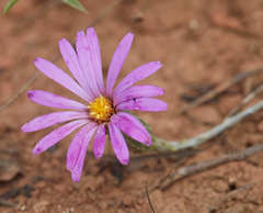 Onoseris alata