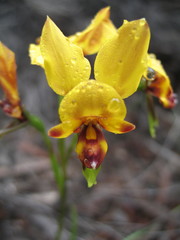 Diuris tinkeri
