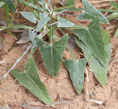 Onoseris alata