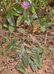 Onoseris alata