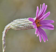 Onoseris alata