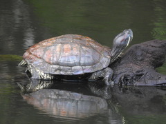 Trachemys scripta elegans