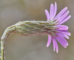 Onoseris alata