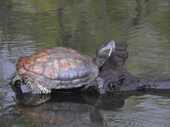 Trachemys scripta elegans