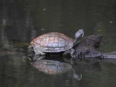 Trachemys scripta elegans