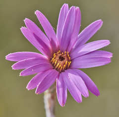 Onoseris alata