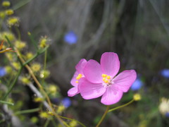 Drosera eremaea