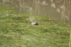 Pelophylax ridibundus