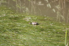 Pelophylax ridibundus
