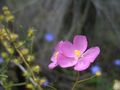 Drosera eremaea