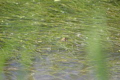 Pelophylax ridibundus