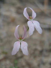 Stylidium petiolare