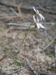 Stylidium petiolare