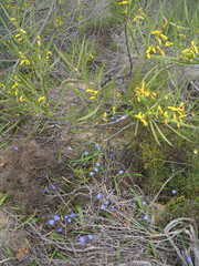 Chamaescilla corymbosa