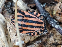 Graphosoma