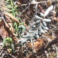 Pellaea ternifolia