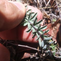 Pellaea ternifolia
