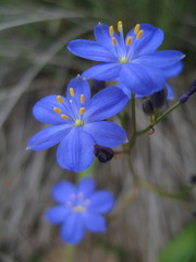 Chamaescilla corymbosa