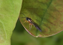 Diplazon pectoratorius