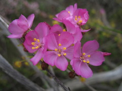 Drosera eremaea