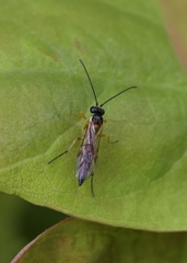 Diplazon pectoratorius